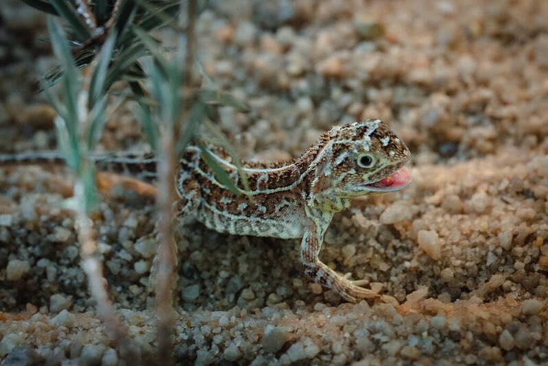 drago senza orecchio
