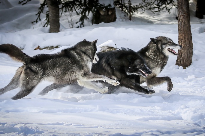 Lupi corrono nella neve