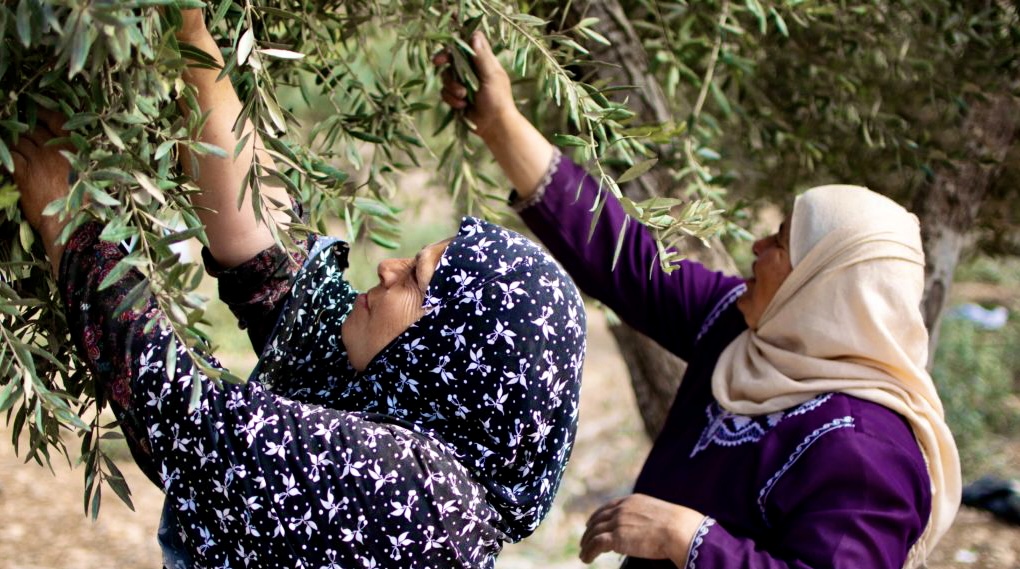 ulivi palestina