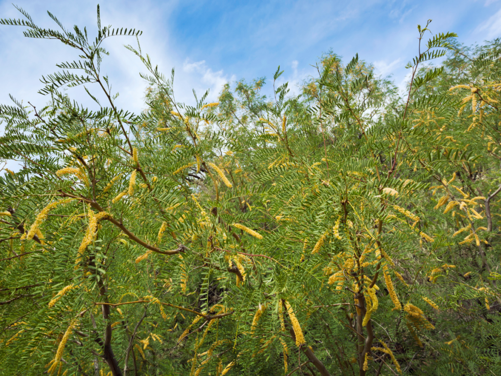 muraglia verde cinese