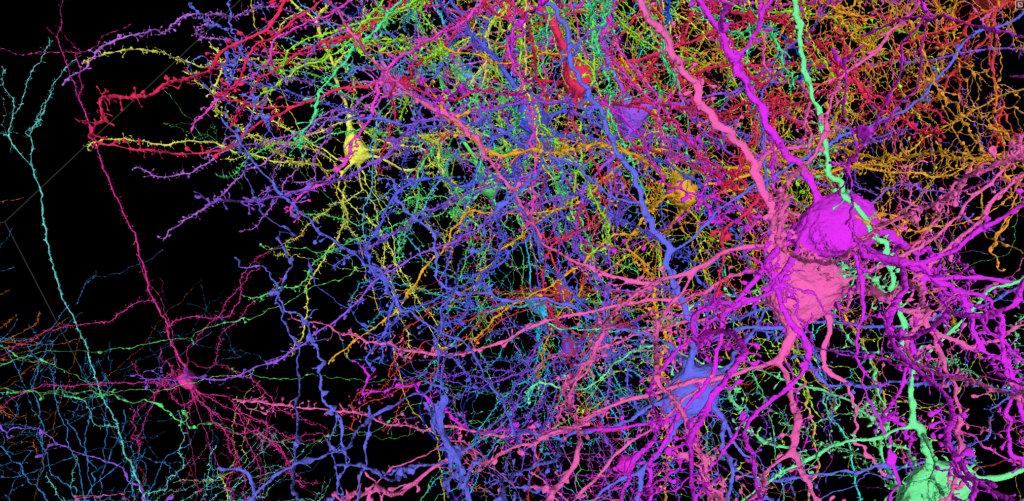 mappa cerebrale più grande mai realizzata