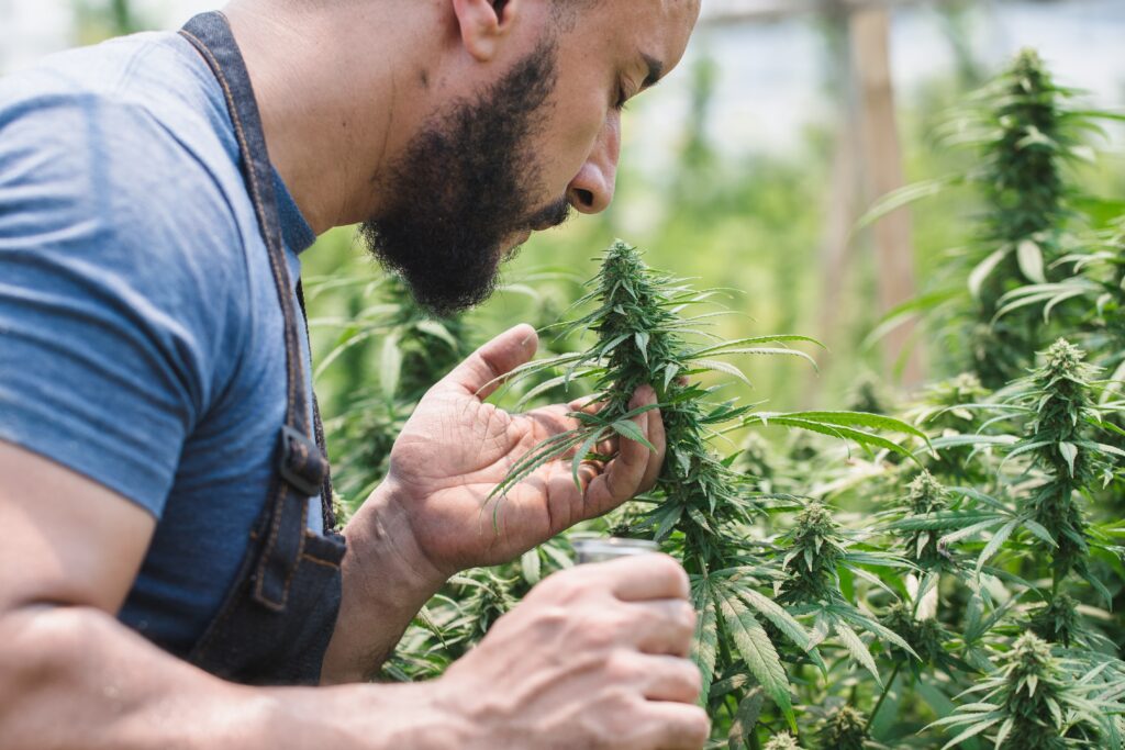 canapa governo tribunali